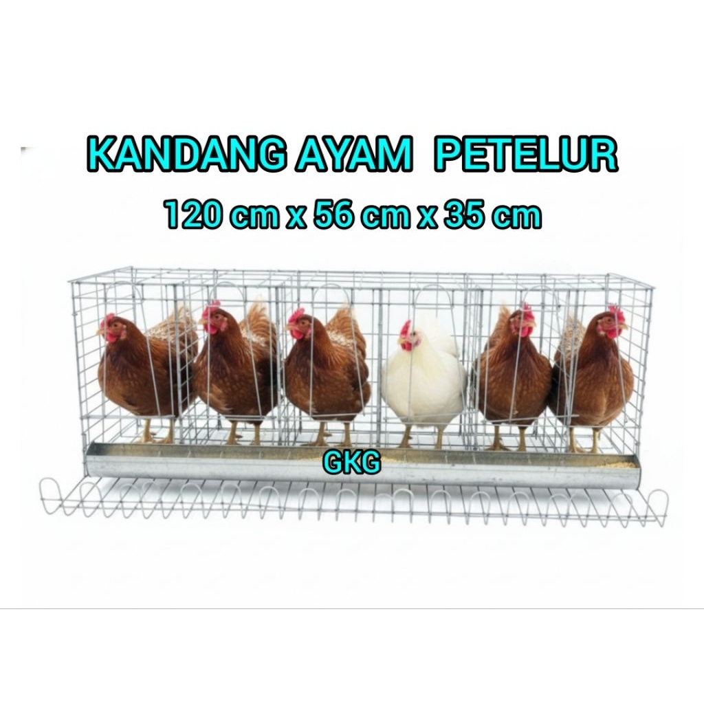 GKG KANDANG AYAM PETELUR BESI TEBAL