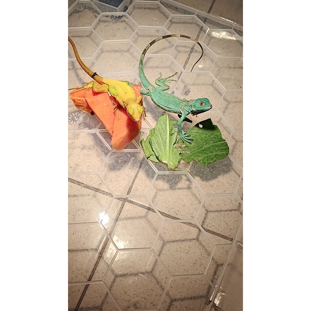 Baby iguana Albino (Yellow) mulus bagus