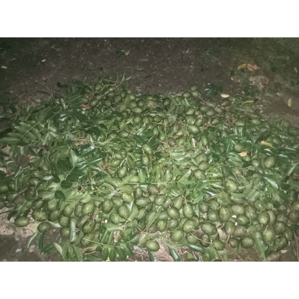 Dondong/kedondong/buah segar/dondong segar