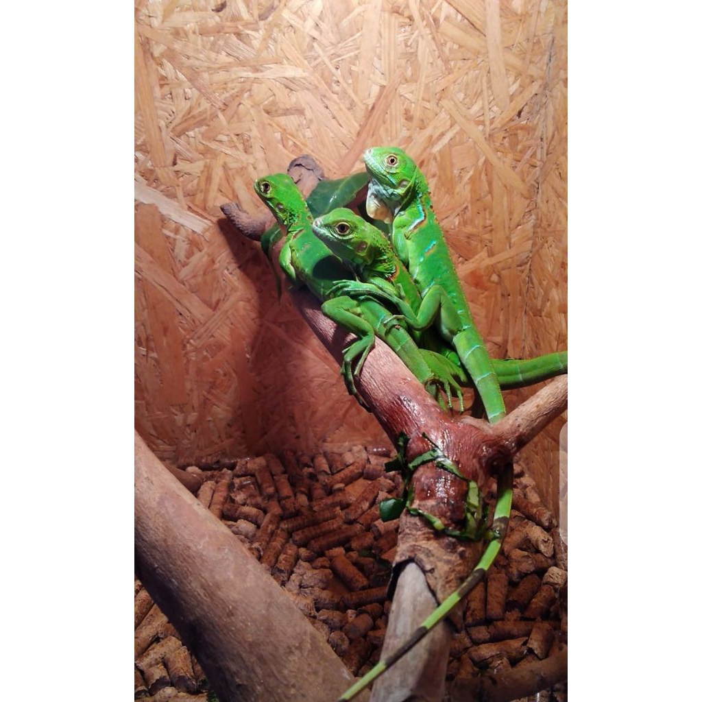 pelet baby iguana green/hijau