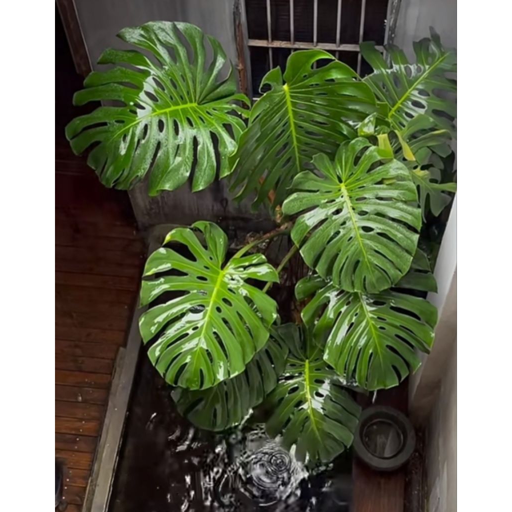 Monstera / Bonggol Original Monstera
