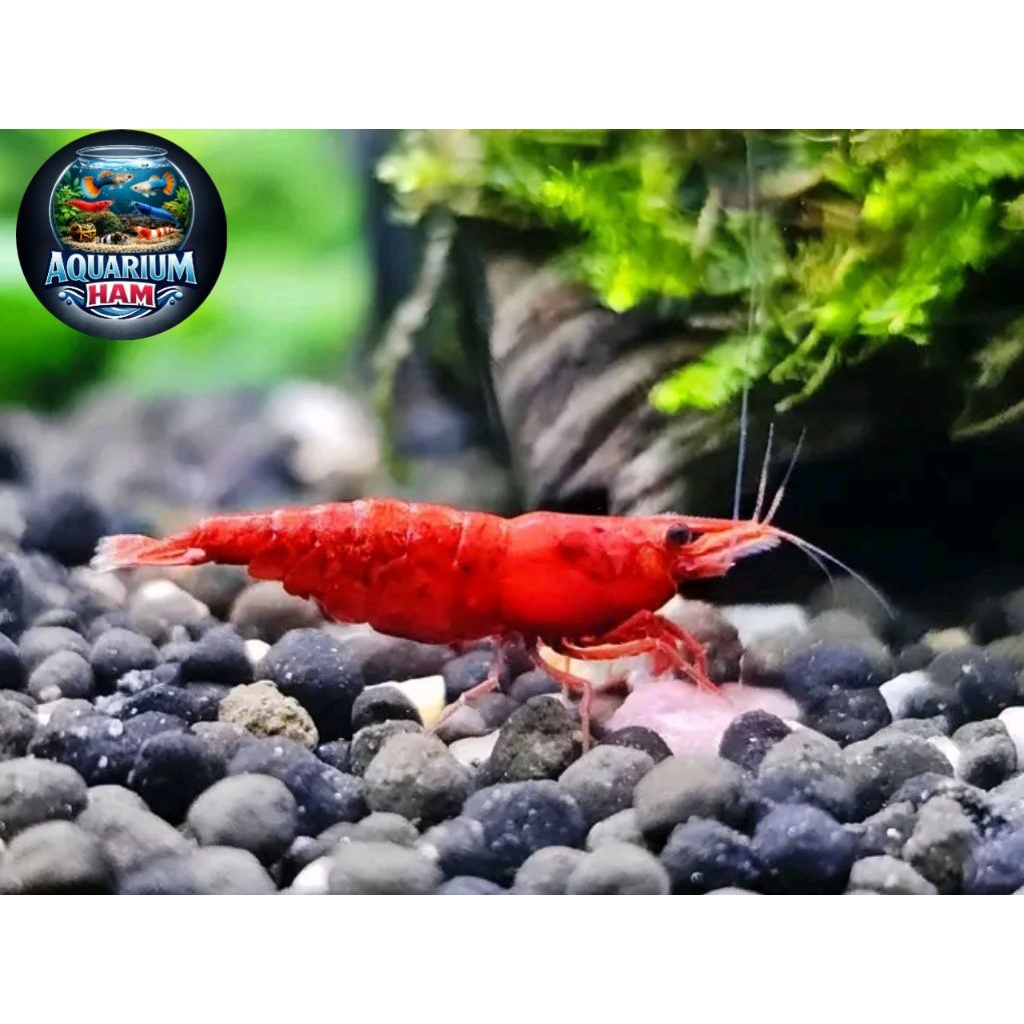 hiasan aquarium udang hias bloddy mary indukan