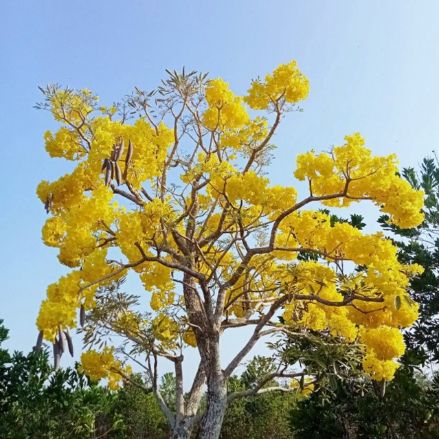 bibit tabebuya 1 meter