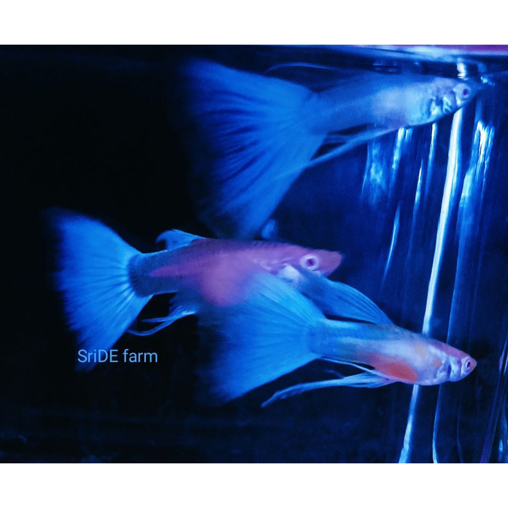 Guppy Blue Sky Ribbon