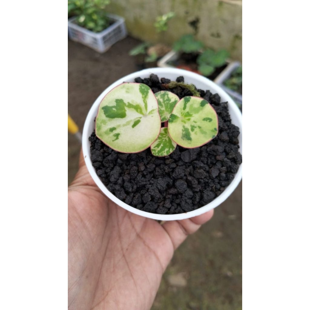 Peperomia Polybotrya Variegata atau Variegated Raindrop Peperomia Tanaman Hias