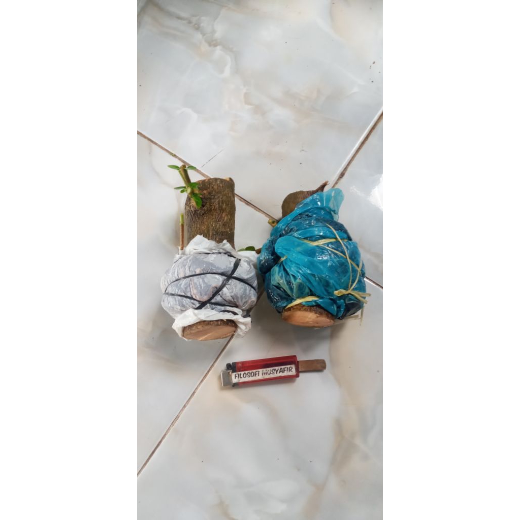 2 cangkok an sancang