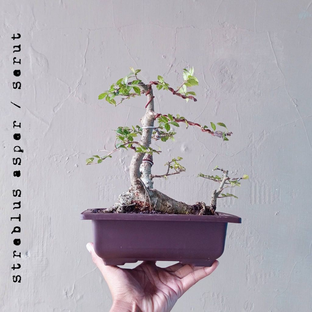 BONSAI SERUT RAFT DIKIRIM SESUAI FOTO