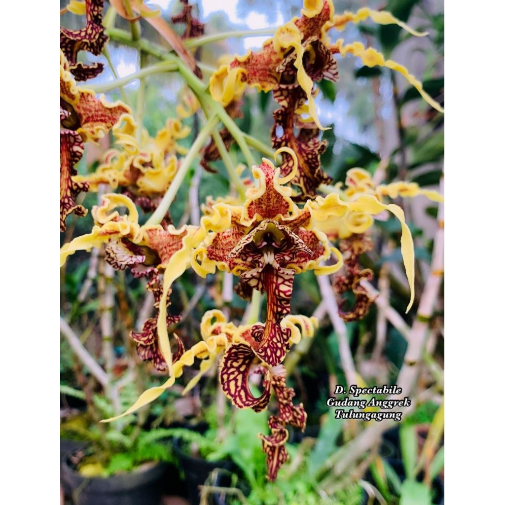 Anggrek Dendrobium Spectabile