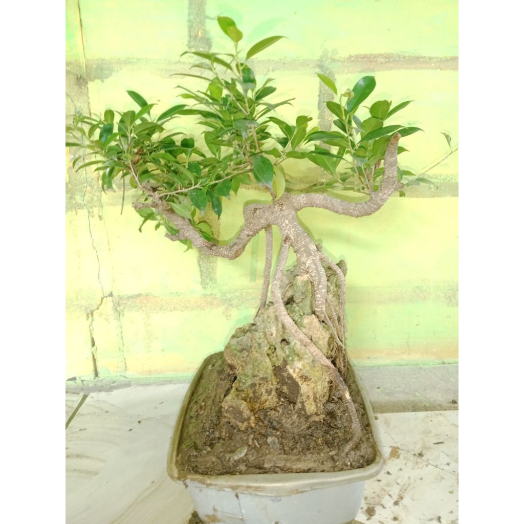 BONSAI KIMENG ON THE ROCK