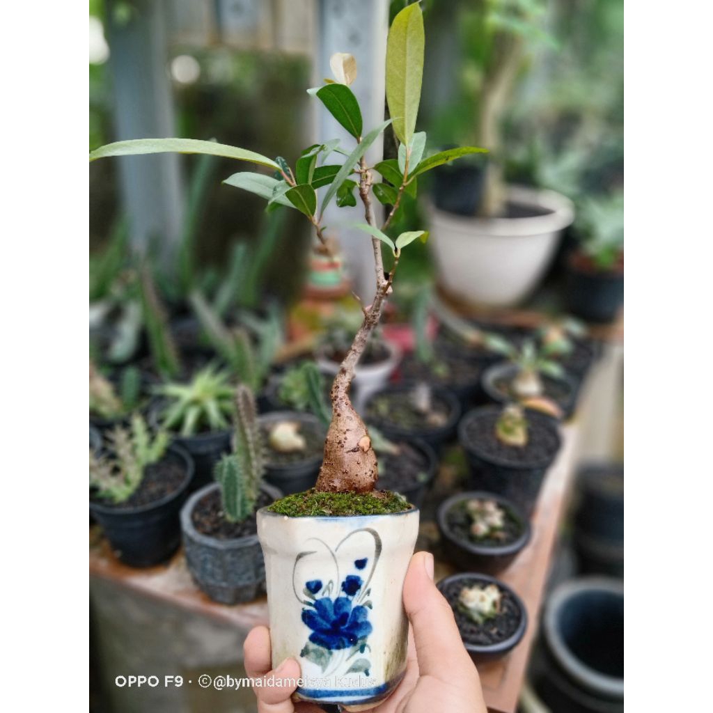 tanaman ficus miqueliana(kuryo)