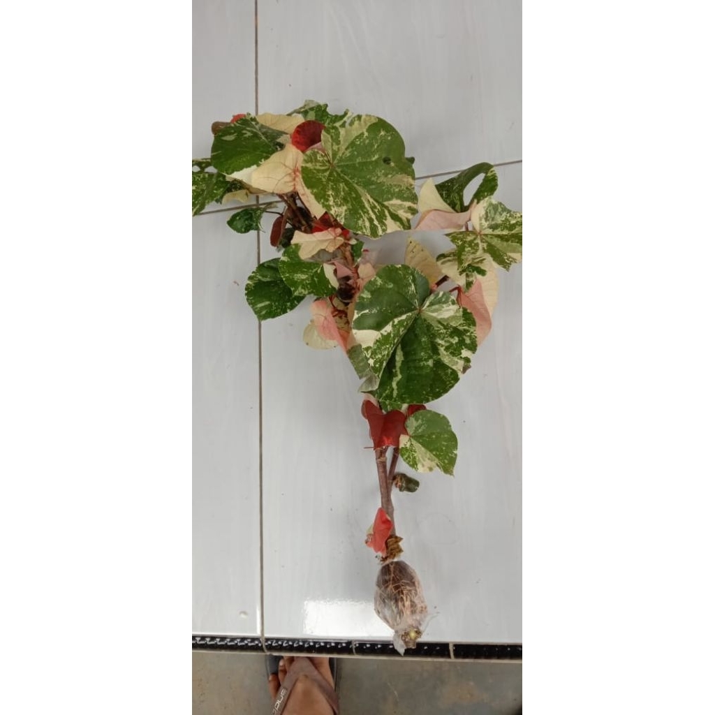 Waru varigata/waru hias/bahan bonsai waru varigata