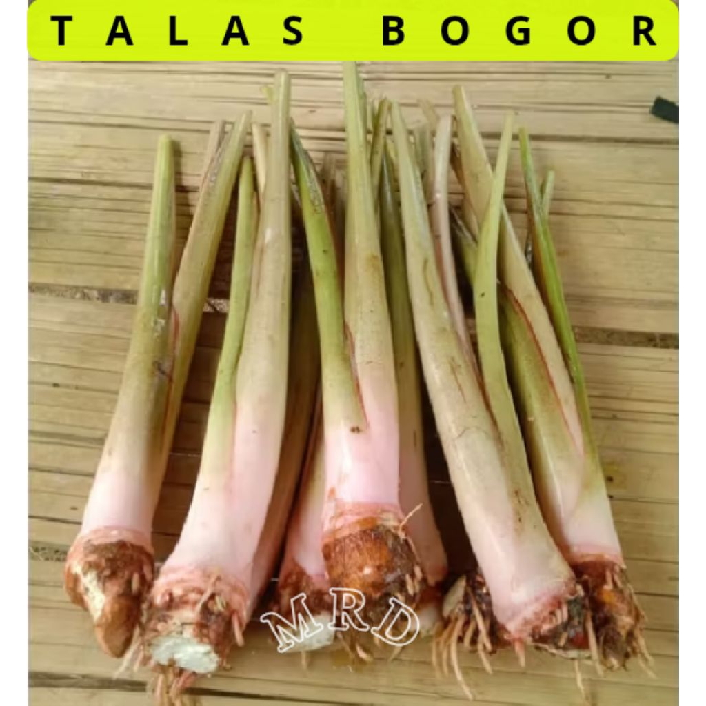 Tanaman Bibit Talas Asli Bogor Super Besar Pohon Talas Bogor