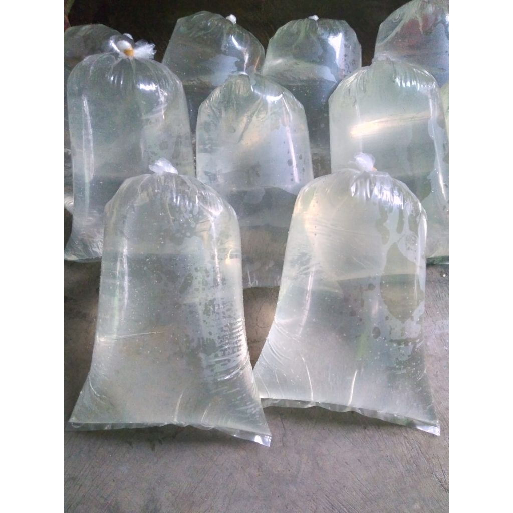 air laut asli 10 liter air asin