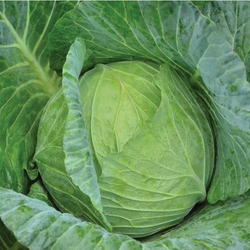 15 Benih Biji Kubis GREEN NOVA