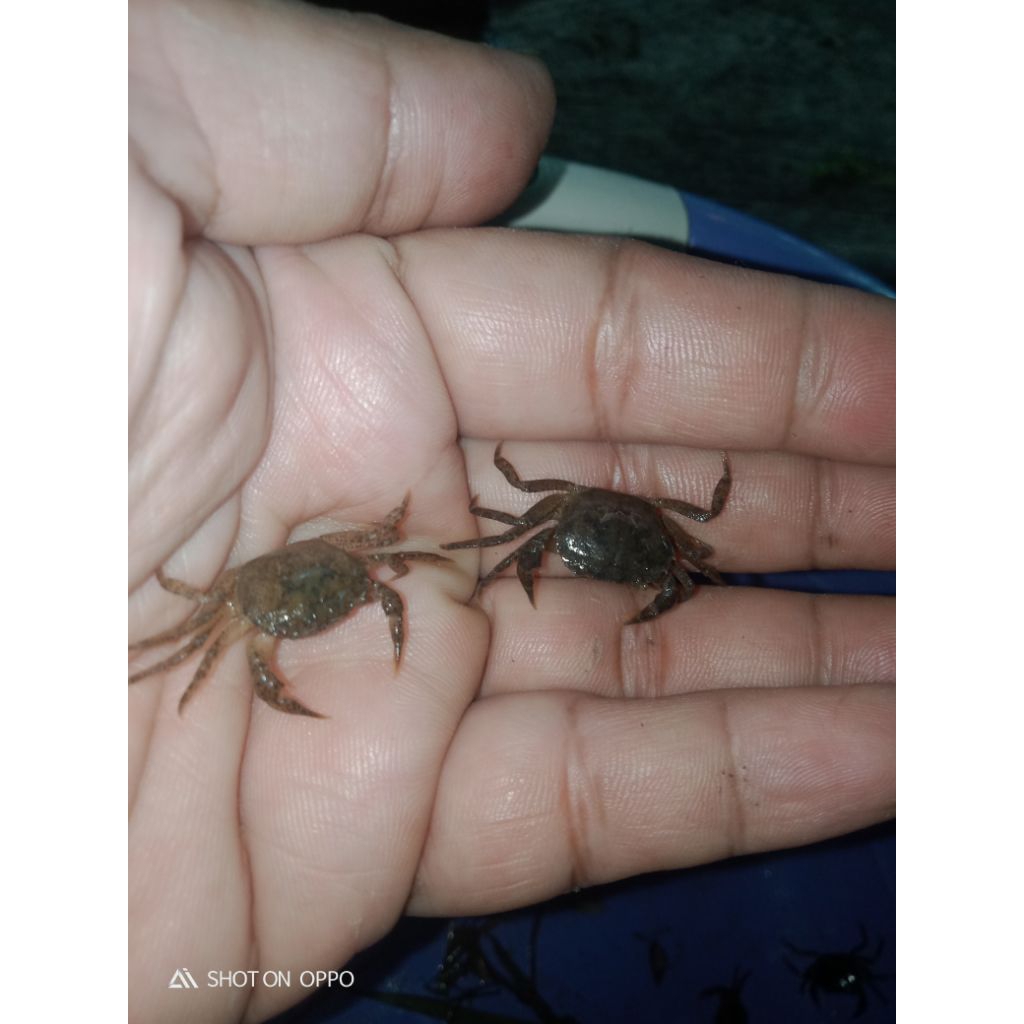 BABY YUYU SUNGAI BUAT PAKAN PREDATOR DAN UMPAN MANCING