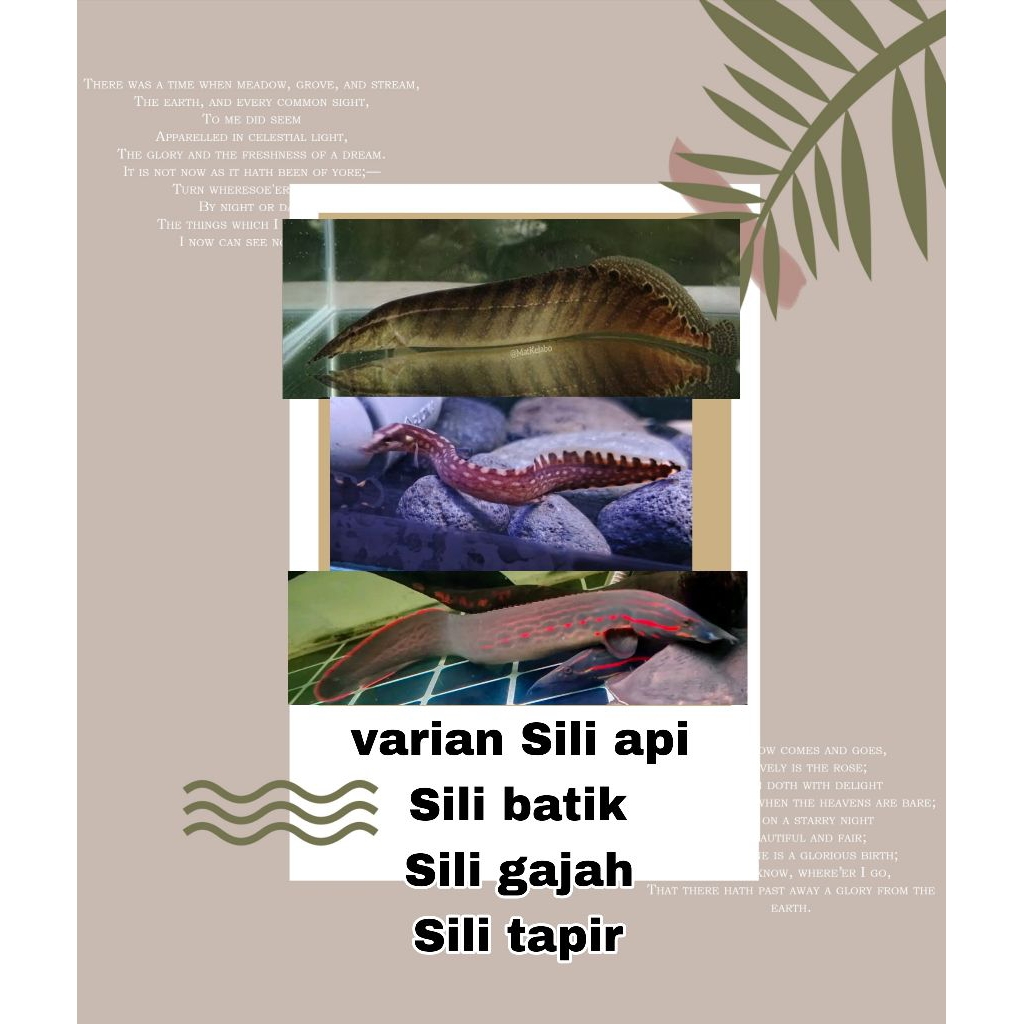 varian pembersih Sili api / Sili tapir / Sili batik