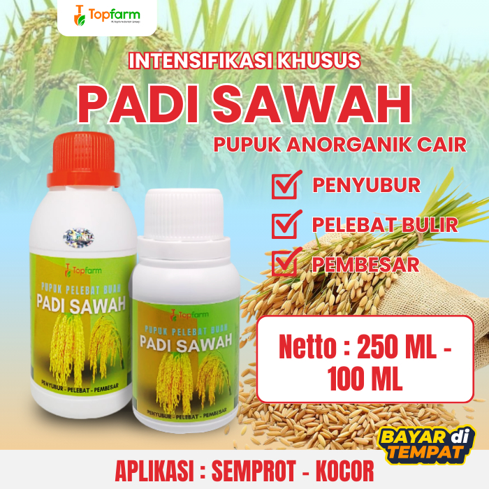 Pupuk Booster Padi/Pupuk Pelebat Padi/Pupuk Penyubur Padi/Pupuk Padi Sawah Terbaik/Pupuk Pelebat Ana