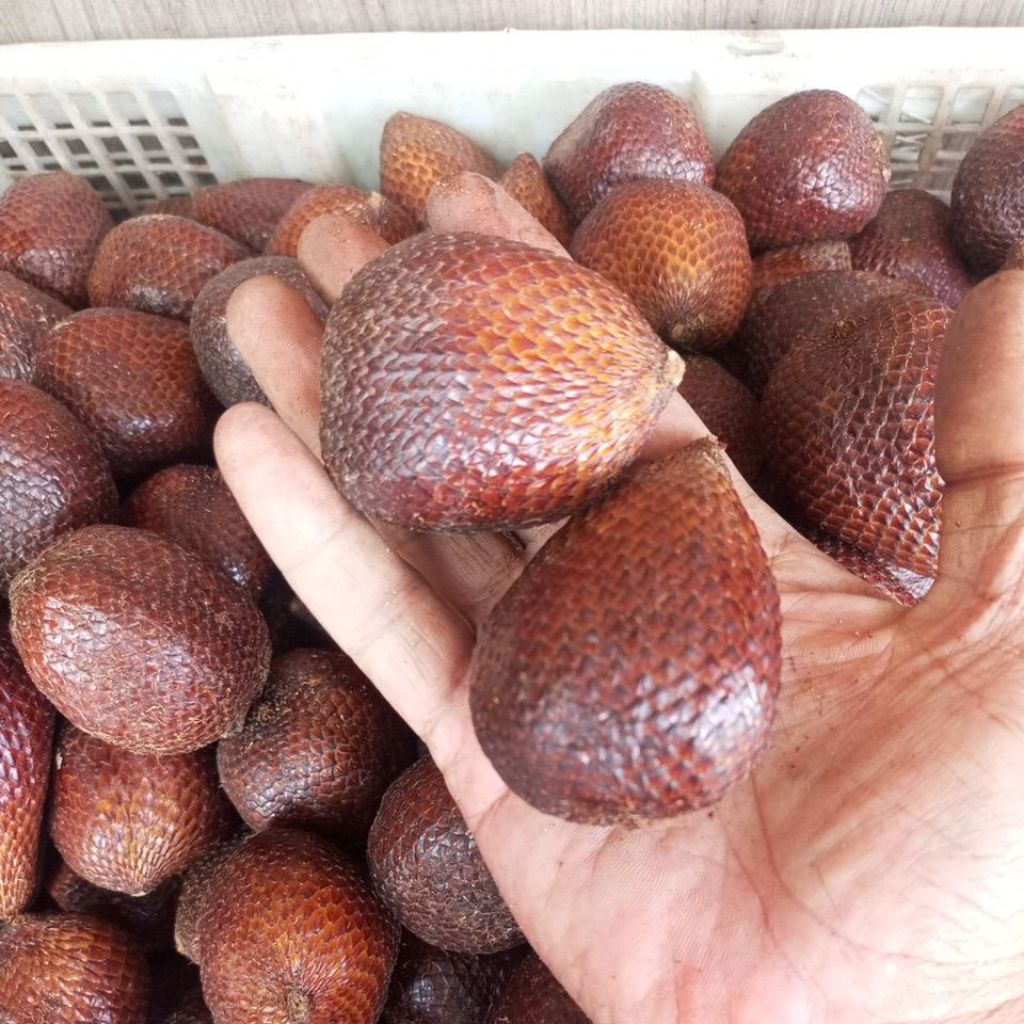salak pondoh ukuran gede sedang berat per 1kiloan