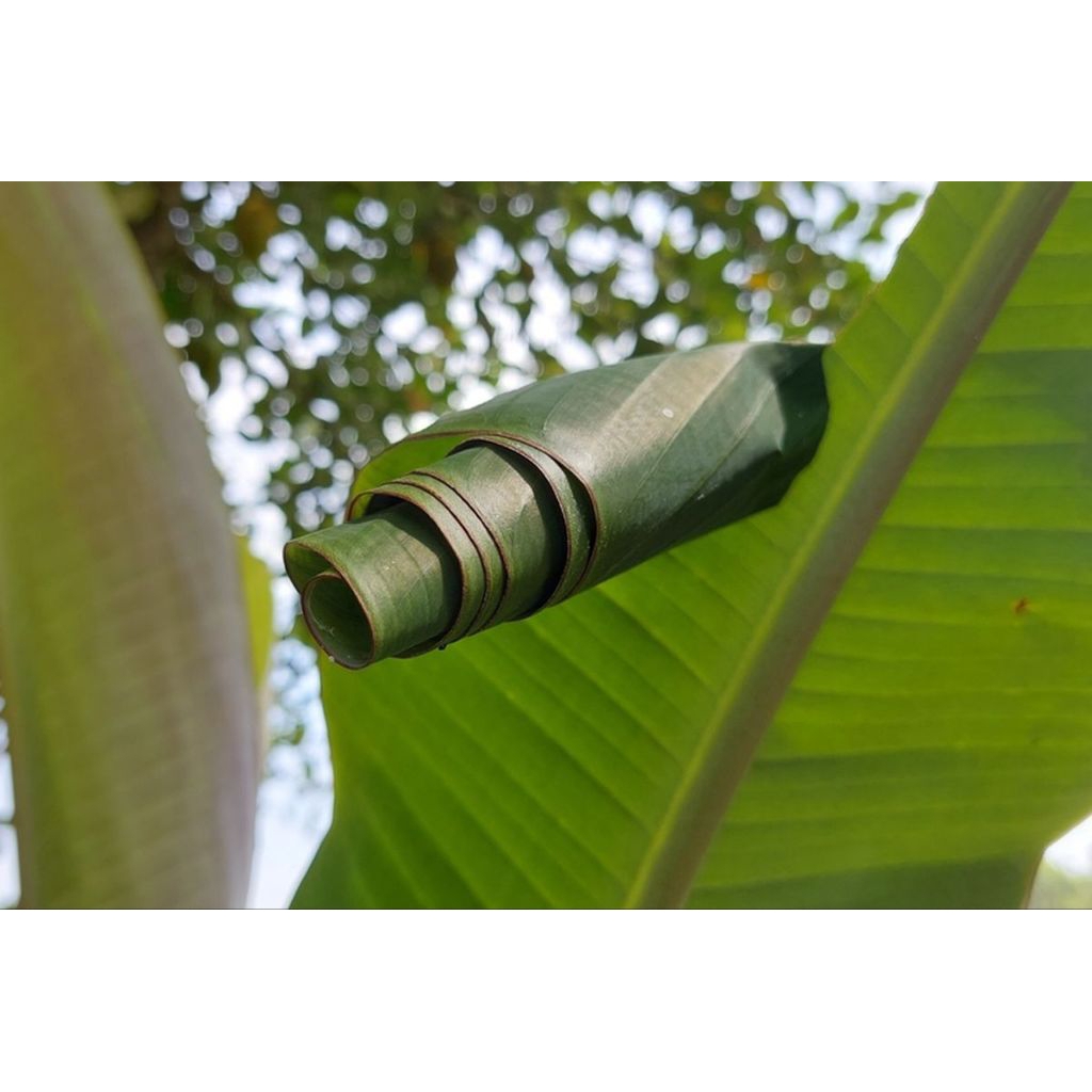 Entung Pohon Pisang Asli langsung dari alam