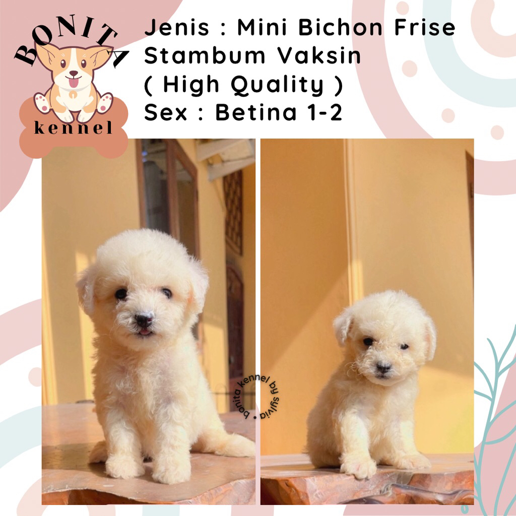 Mini Bichon Frise Stambum Jantan Betina Anak Anjing Bichon Korea