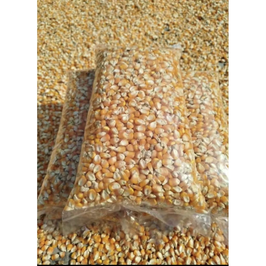 Jagung Pipil kualitas Premium 1Kg