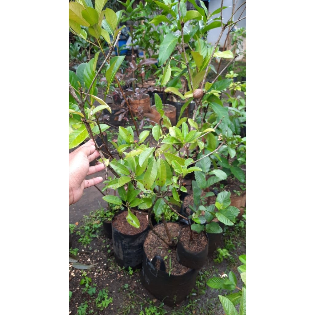 Bibit Sawo manila jumbo berbuah dan berbunga