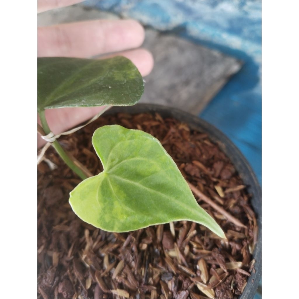 anthurium Clarinervium varigata mewah