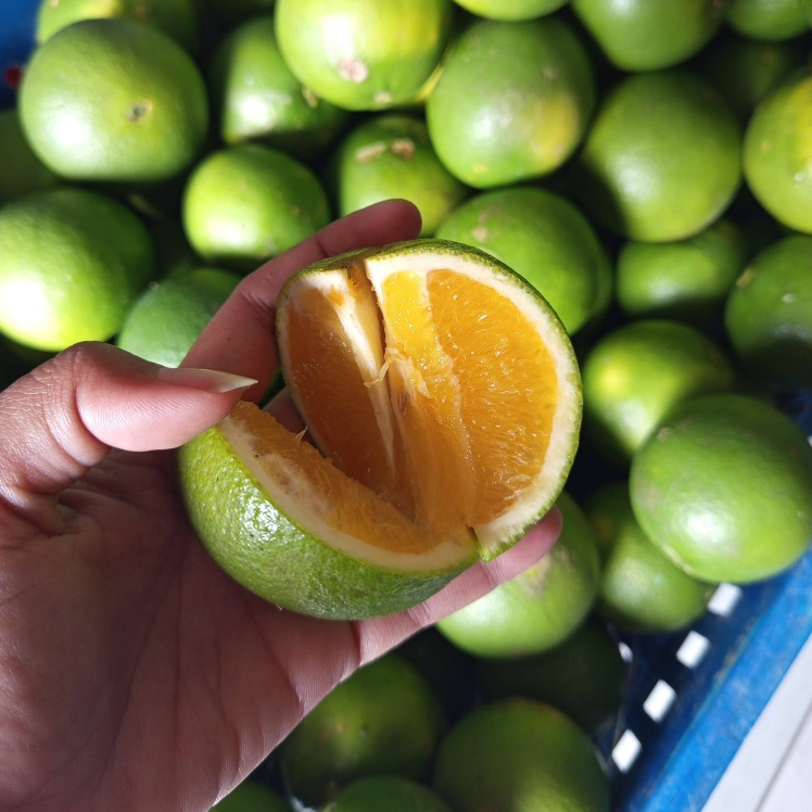 Jeruk Manis Baby Java 1kg