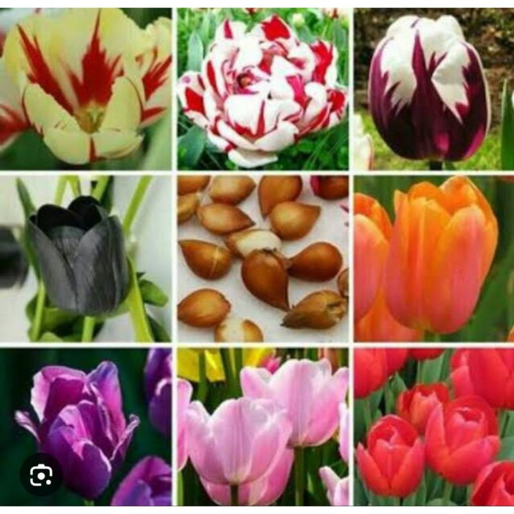 TERLARIS PAKET IMPORT ASLI UMBI TULIP IMPORT BUNGA CANTIK/ BIBIT UMBI TULIP IMPORT BUNGA
