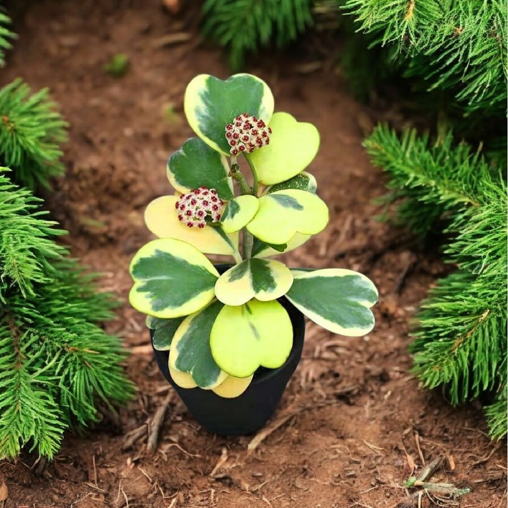 Tanaman Hias Hoya kerrii