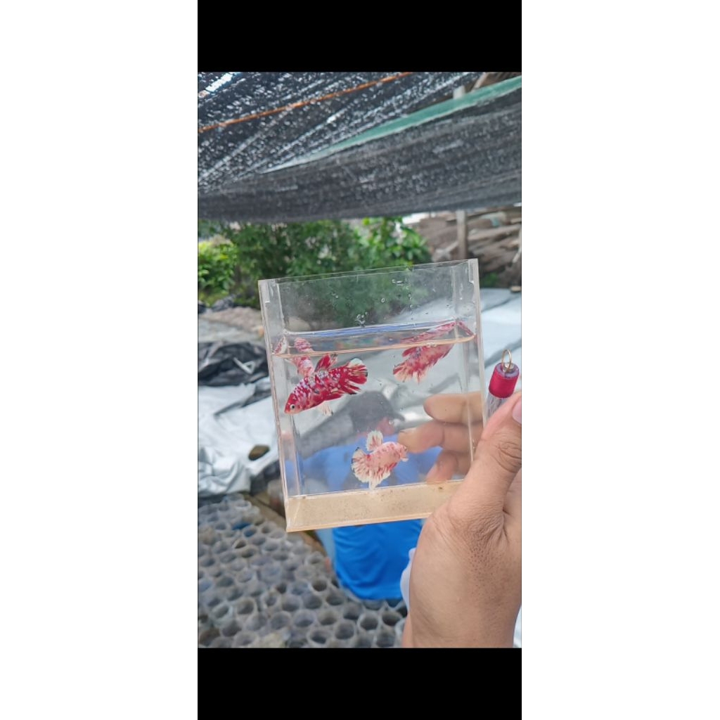 asesoris aquarium cupang