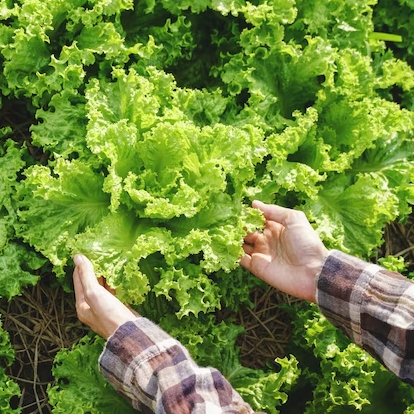 Benih Selada Keriting  HIJAU - 100 Biji - Bibit Selada Hijau Hidroponik & Kebun