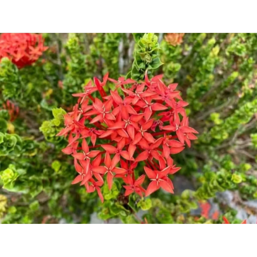 Bibit Tanaman Unik Bunga Asoka Tusuk Sate - Tanaman Hias Bunga Asoka Tusuk Sate.