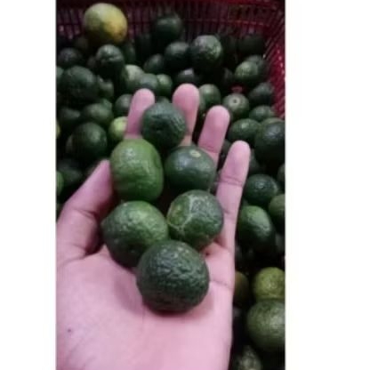 Jeruk limau asam manis 10 gram