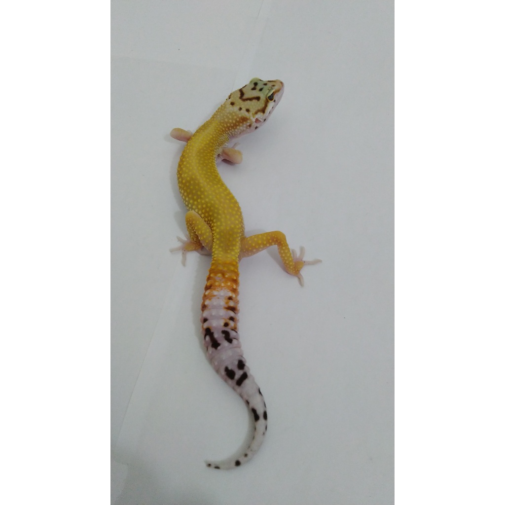 Mainan  Gecko  Jungle  Tremper