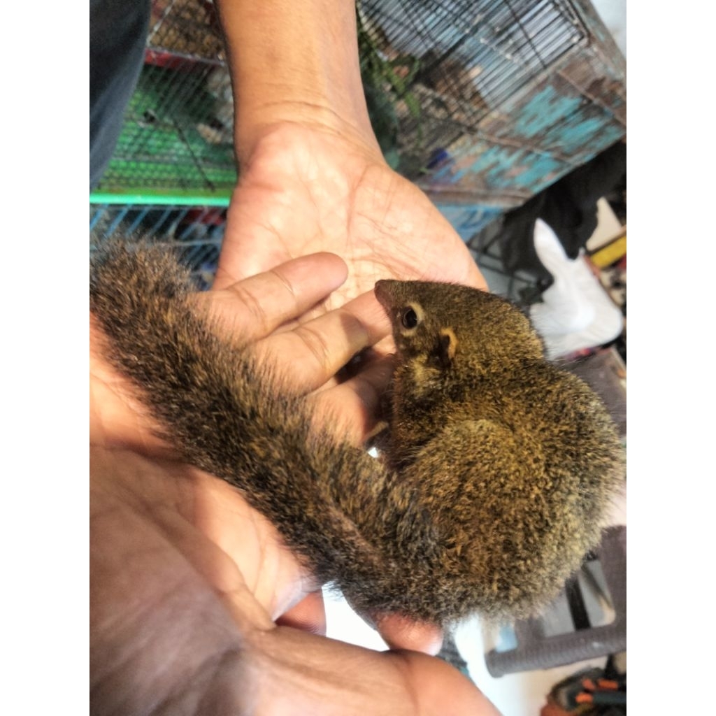 celemes/ tupai kekes (hanya pengiriman area bandung)