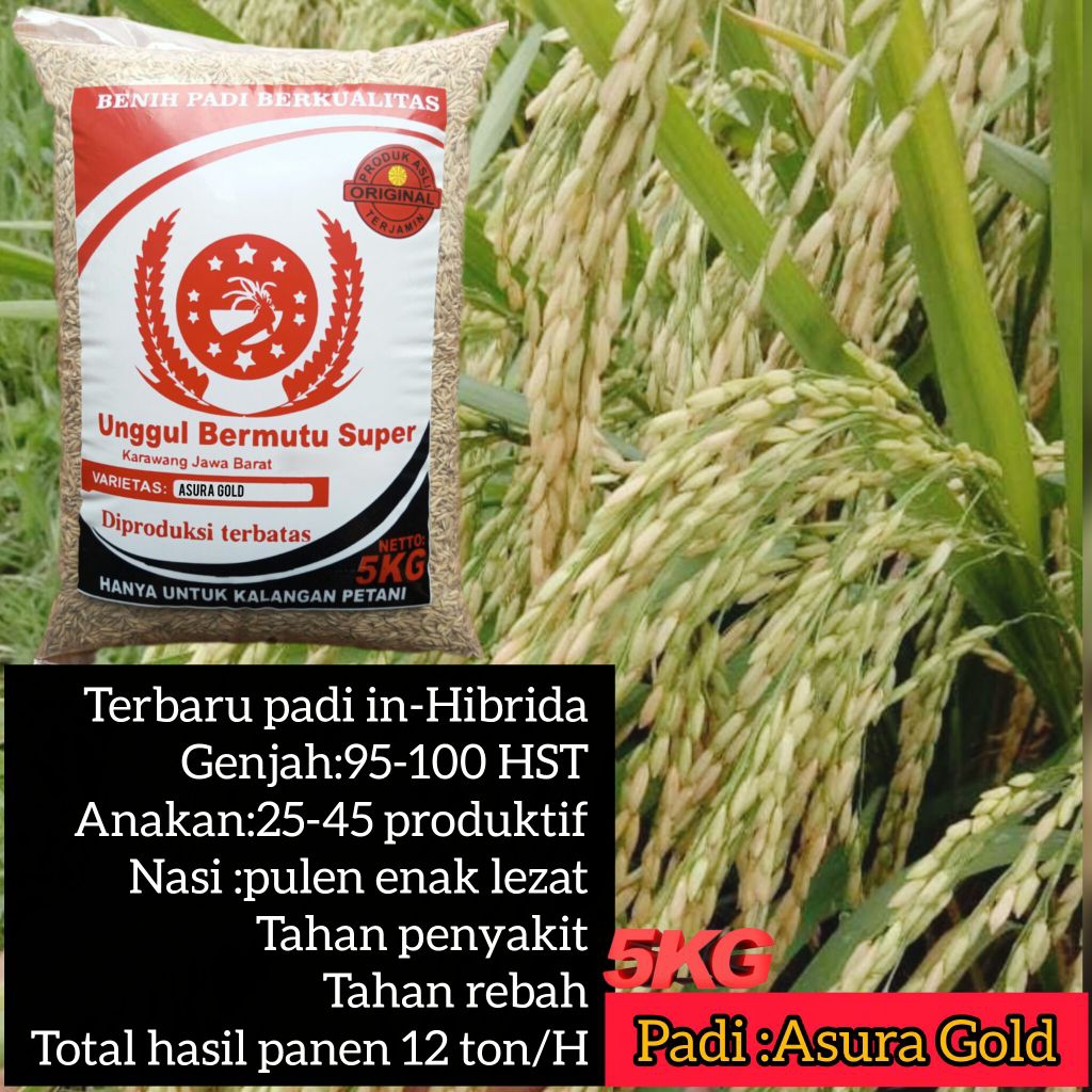 BENIH PADI iN-HIBRIDA ASURA GOLD SUPER 5Kg RENDEMEN TINGGI BERBOBOT