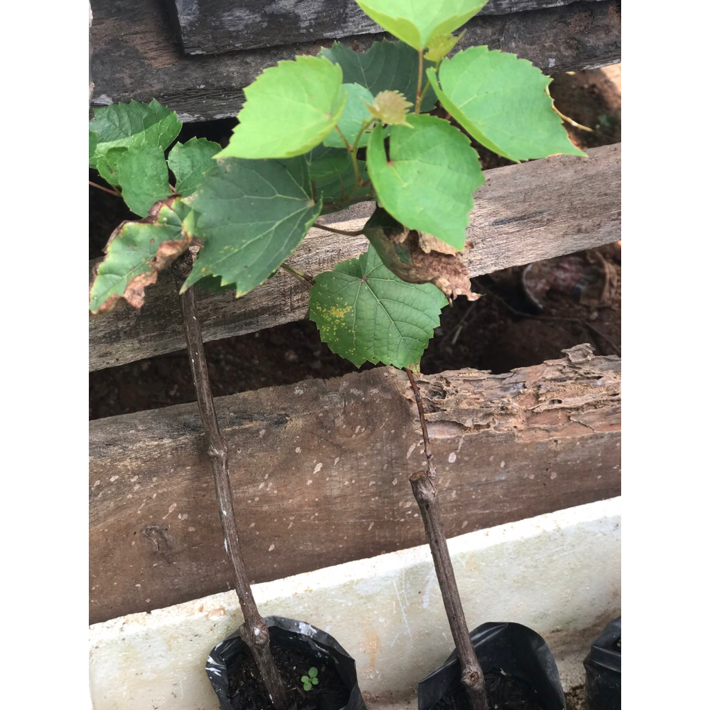 bibit millardet 101 rootstock