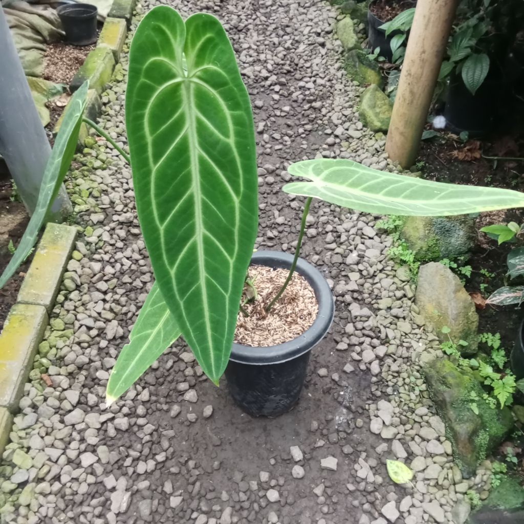 Tanaman Hias Anthurium Warocqueanum / lidah gajah