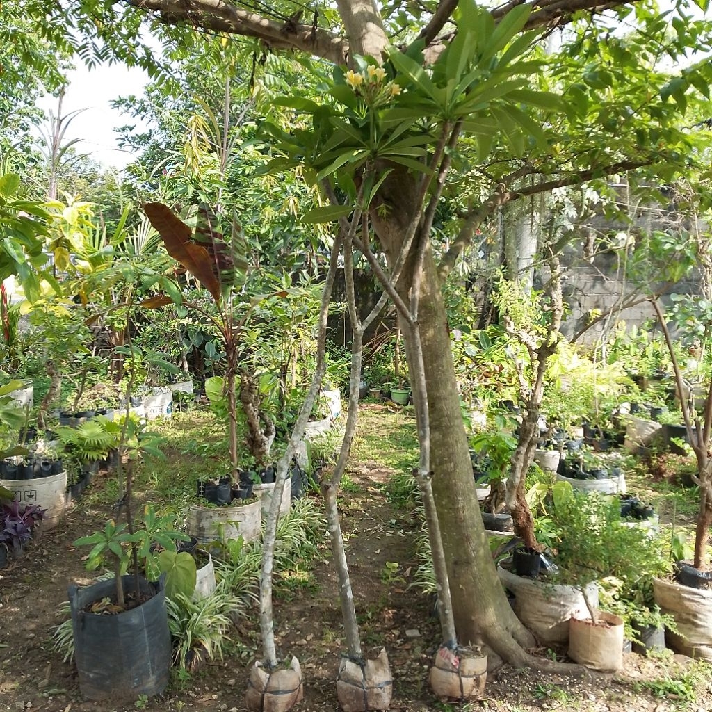 Pohon kamboja Bali bunga kuning tinggi 2 meter