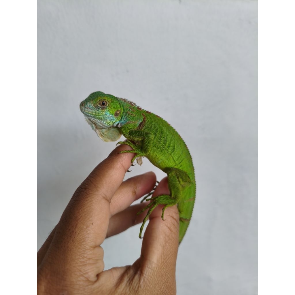 iguana pelet green iguana