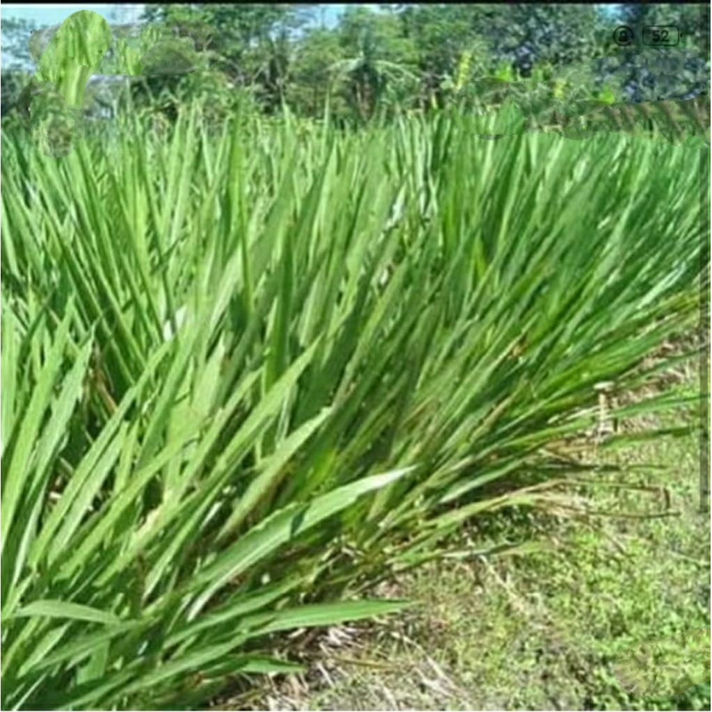 bibt rumput odot pakan ternak kambing domba/1kg