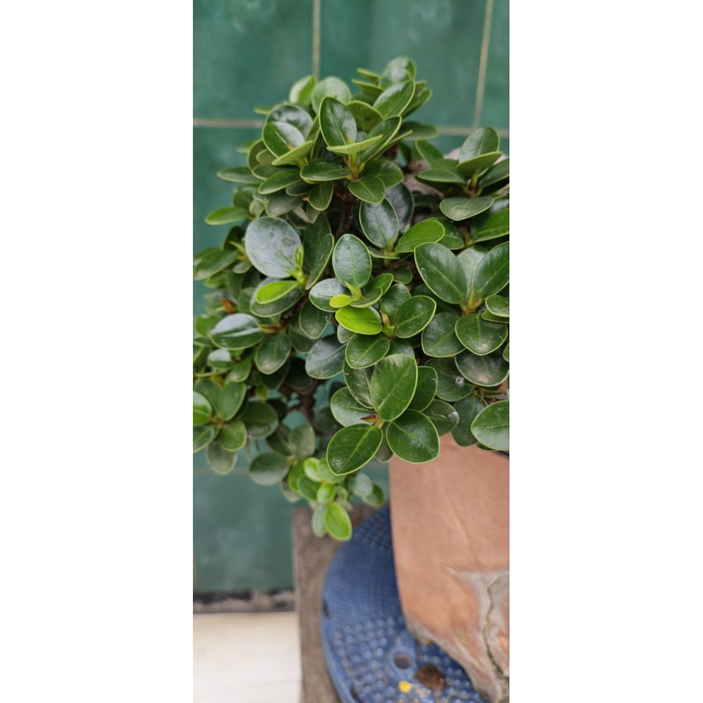 bonsai dolar mikro