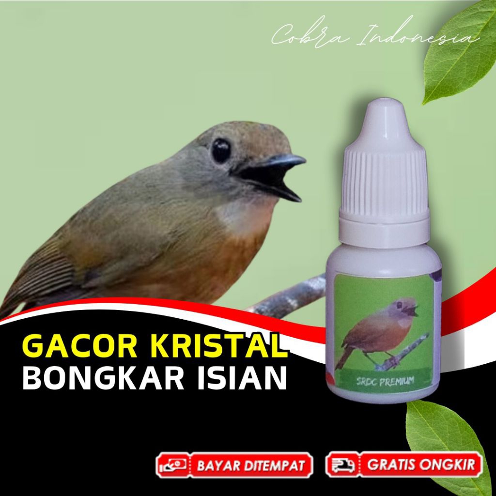 Vitamin Burung SRDC Sikatan Rimba Dada Coklat