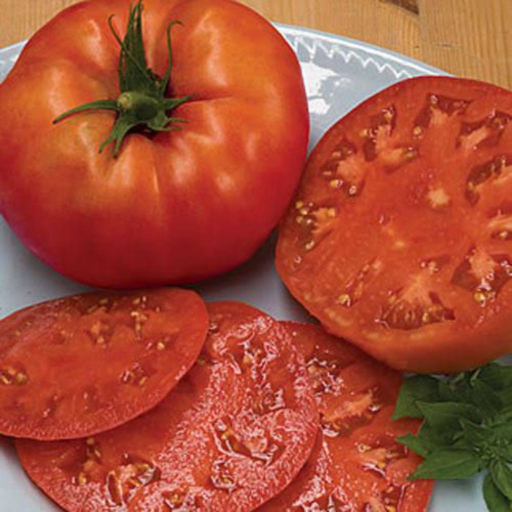 15 BIJI BENIH TOMAT BEEFSTEAK