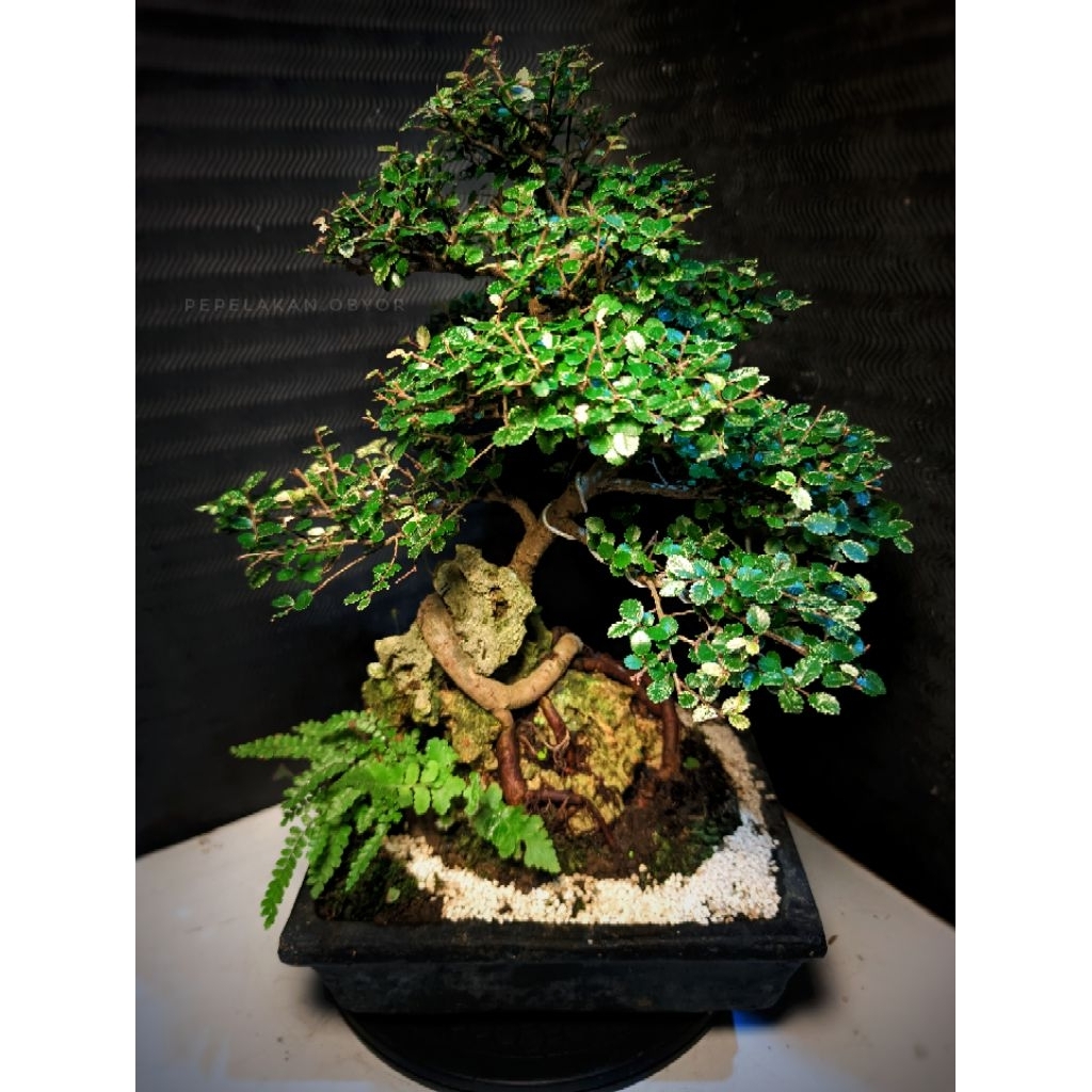 Bonsai Ulmus Variegata Super Micro Karakter Informal ON THE ROCK REALPICT KOLEKSI SIAP PAJANG Ukuran