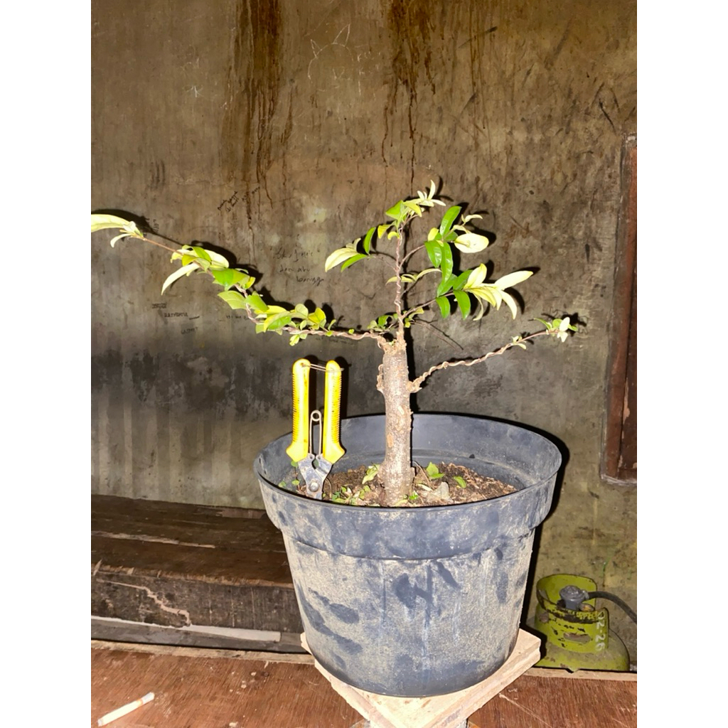 bahan bonsai anting putri