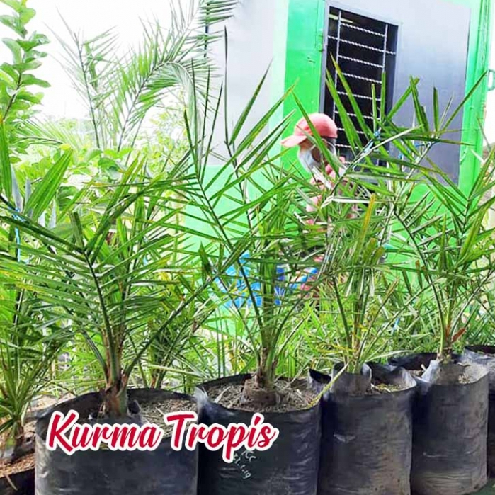 Bibit / Pohon Kurma Ajwa Arab | Kualitas Super Unggulan
