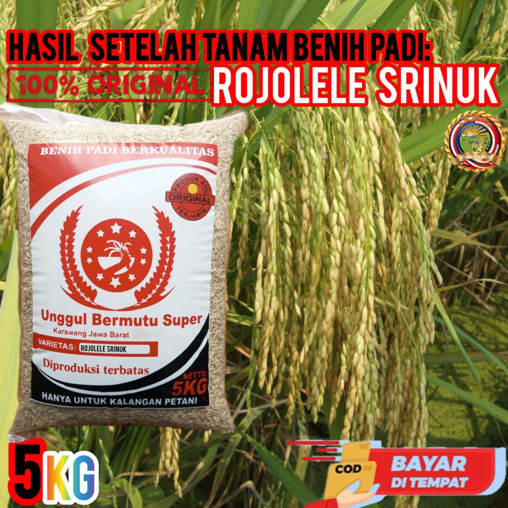 BENIH PADI ROJOLELE SRINUK SUPER (5 Kg) TERBARU BERKUALITAS