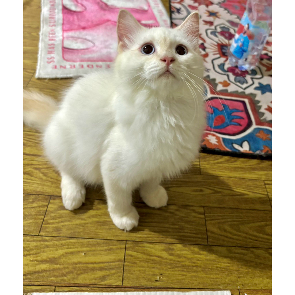 kitten ragdoll jantan